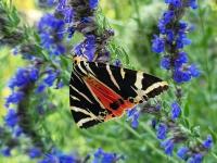 FLATTER- FALTER Samenmischung